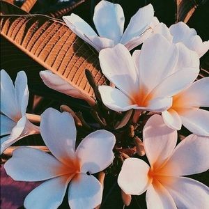 Meet your Posher, Saron